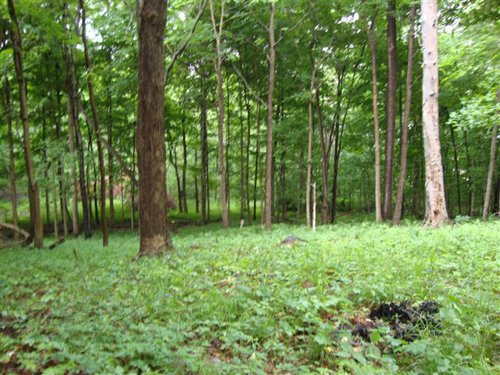 Property photo 12 - 120 Acres Offered in 9 Tracts - Real Estate & Personal Property Auctions